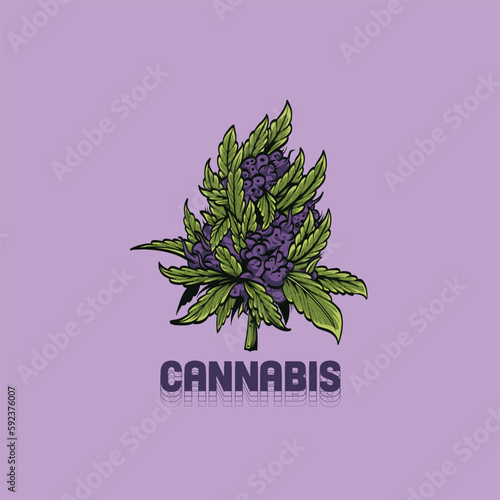 Cannabis, marijuana