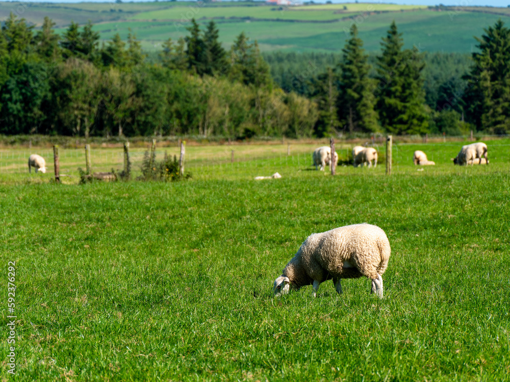 Obraz premium A sheep on a beautiful green meadow in summer. Cattle grazing. European animal husbandry. Herd of sheep on green grass field