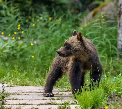 Closeup shot of a little brown bear on a stone path in a garden