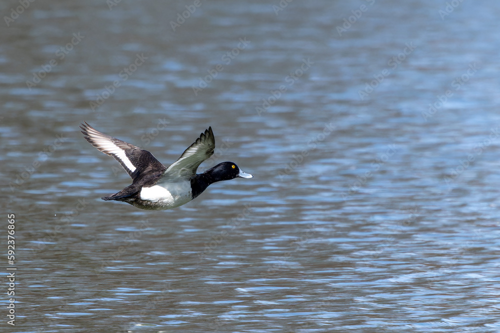 Fototapeta premium The tufted duck, Aythya fuligula, a diving duck flying at a Lake at Munich