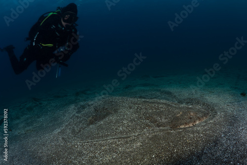 Wallpaper Mural Female scuba diver with Angel Shark  Torontodigital.ca