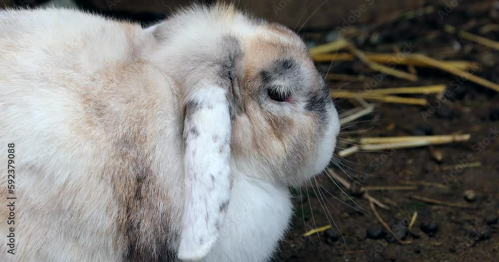 Charming White Lop Bunny Resting Charming White Lop Bunny Resting