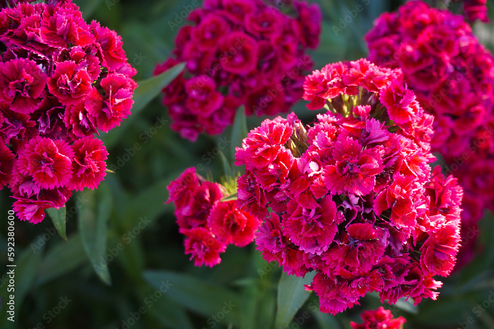 Fototapeta premium Chinese carnation flowers taken close-up in the garden 