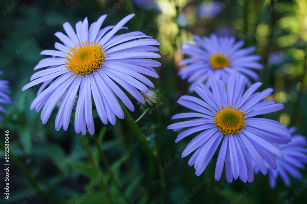 Lilac chamomile flowers taken in the garden close-up Lilac chamomile flowers taken in the garden close-up