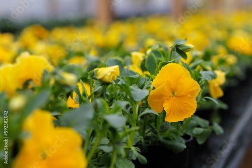 Yellow pansies (Viola Wittrockiana) blossom in the spring photo