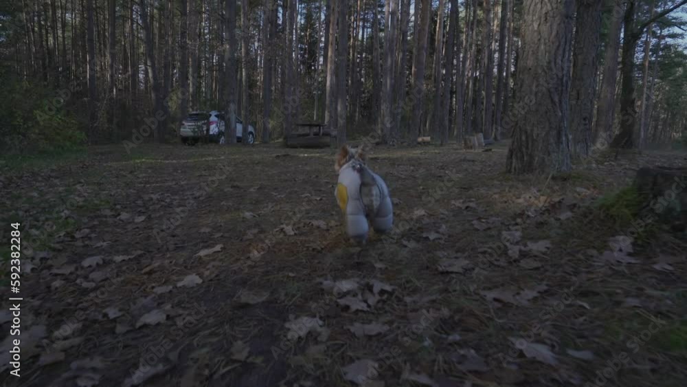 Little dog in cute overalls runs over fallen leaves and dry grass to white car. Puppy looks at owners. Dog runs through forest joyfully Little dog in cute overalls runs over fallen leaves and dry grass to white car. Puppy looks at owners. Dog runs through forest joyfully