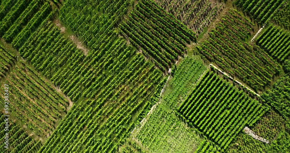 Aerial view of Swiss terraced vineyards Aerial view of Swiss terraced vineyards