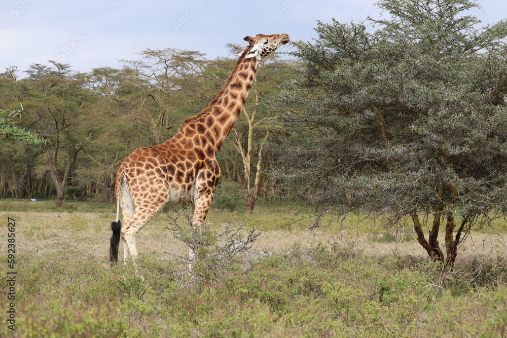 Obraz premium Giraffe stretching its neck to eat leaves from a thorny tree in Kenya's Maasai Mara National Park, surrounded by grass and small bushes, with native trees in the background