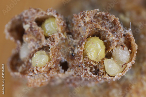 Biscuit, drugstore or bread beetle (Stegobium paniceum) larvae stored product pest in muesli. photo