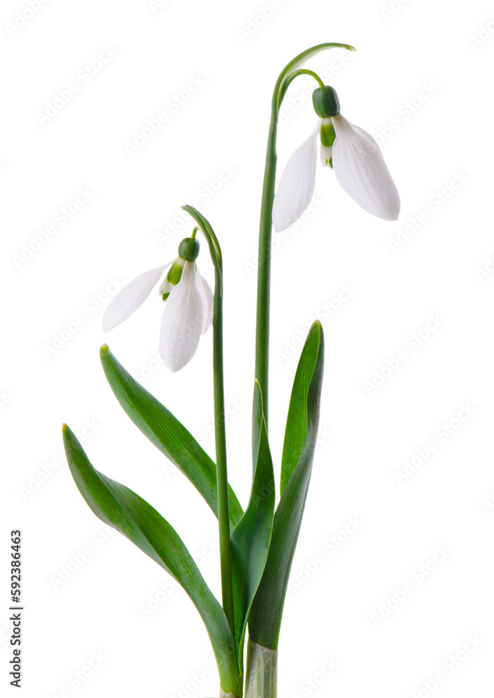 Snowdrop flowers isolated on white background. Beautiful spring flowers. Snowdrop flowers isolated on white background. Beautiful spring flowers.