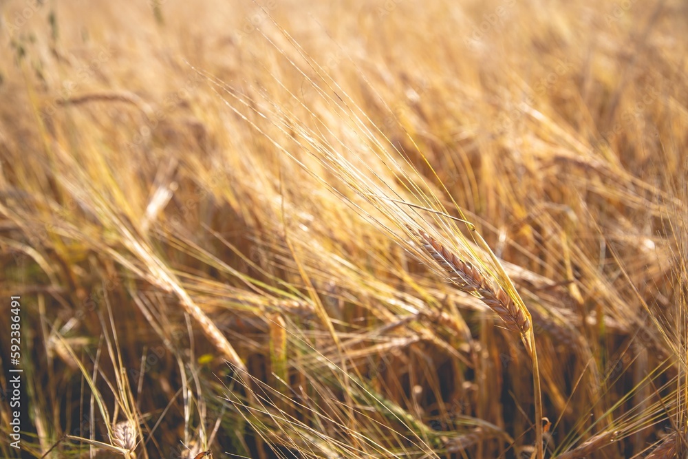 Fototapeta premium Closeup of wheat field on a sunny day