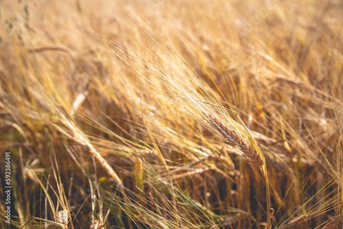 Closeup of wheat field on a sunny day