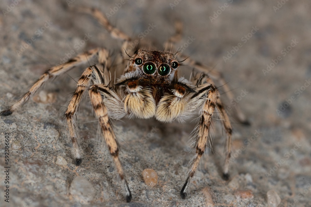 Closeup shot of a small hairy jumping spider with long legs on the ground Closeup shot of a small hairy jumping spider with long legs on the ground