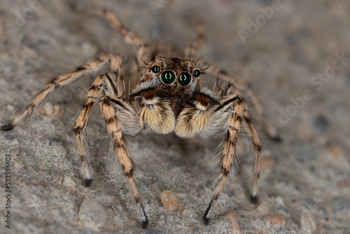Closeup shot of a small hairy jumping spider with long legs on the ground