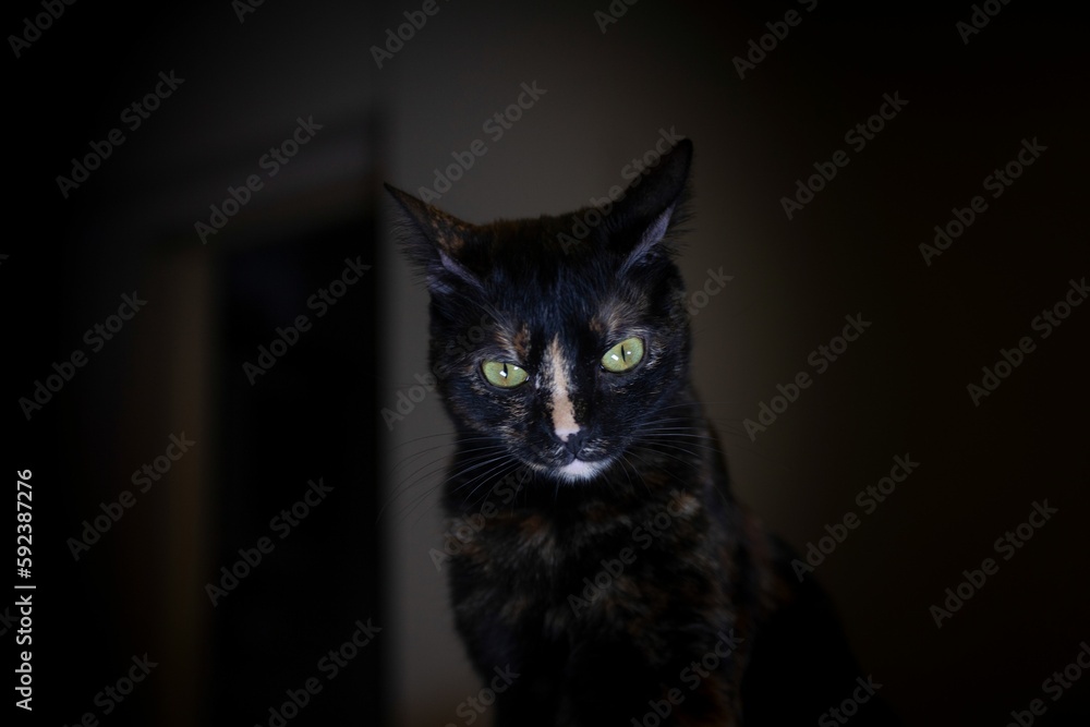 Beautiful portrait of a black kitten on blurry background