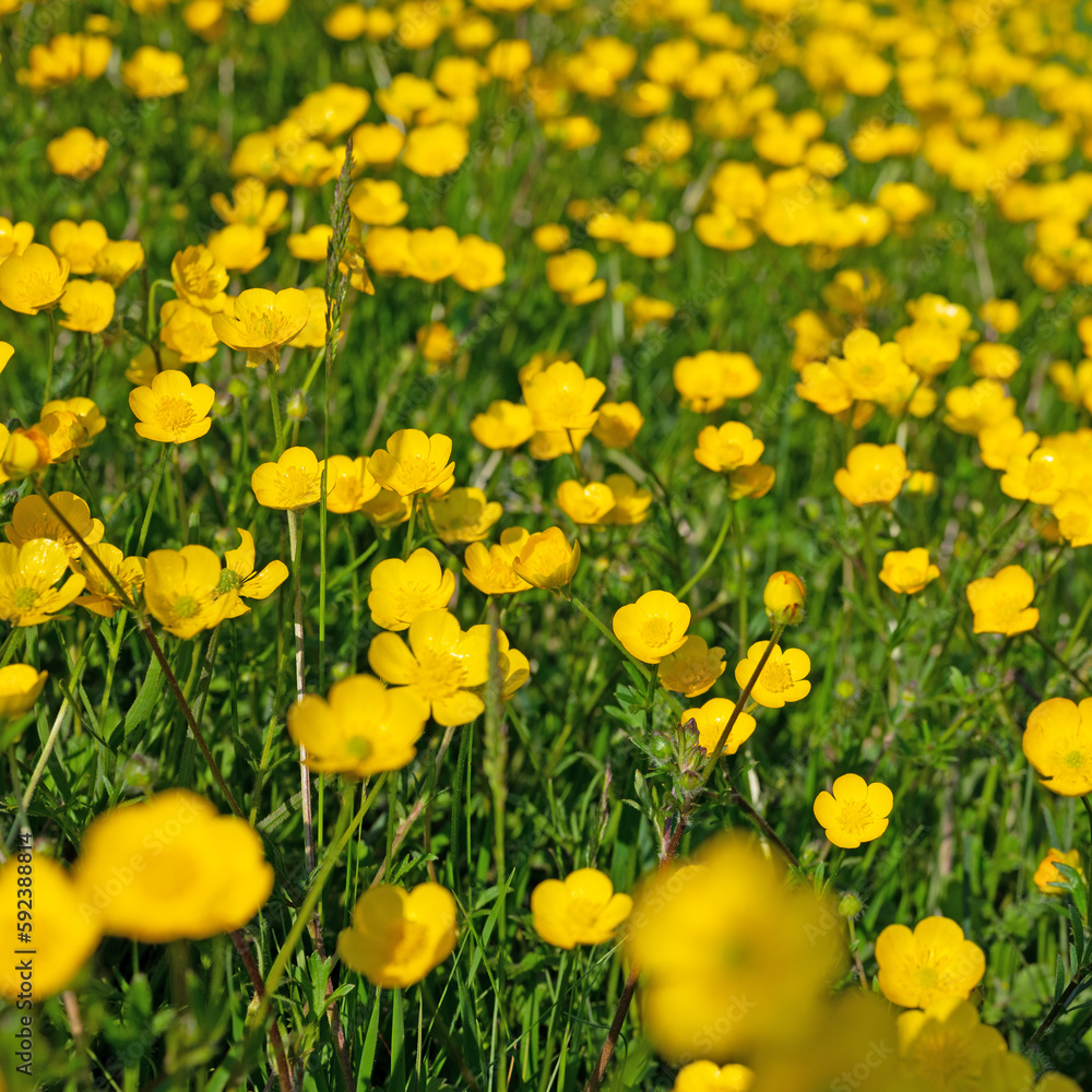 Obraz premium Scharfer Hahnenfuß, Ranunculus acris, im Frühling