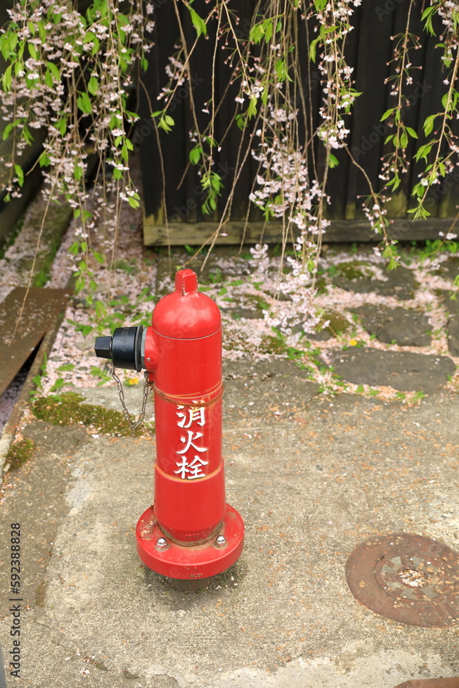 Red fire hydrant on the street near old town of Kakunodate, Japan. Sakura in background. Japanese Language mean Red fire hydrant on the street near old town of Kakunodate, Japan. Sakura in background. Japanese Language mean