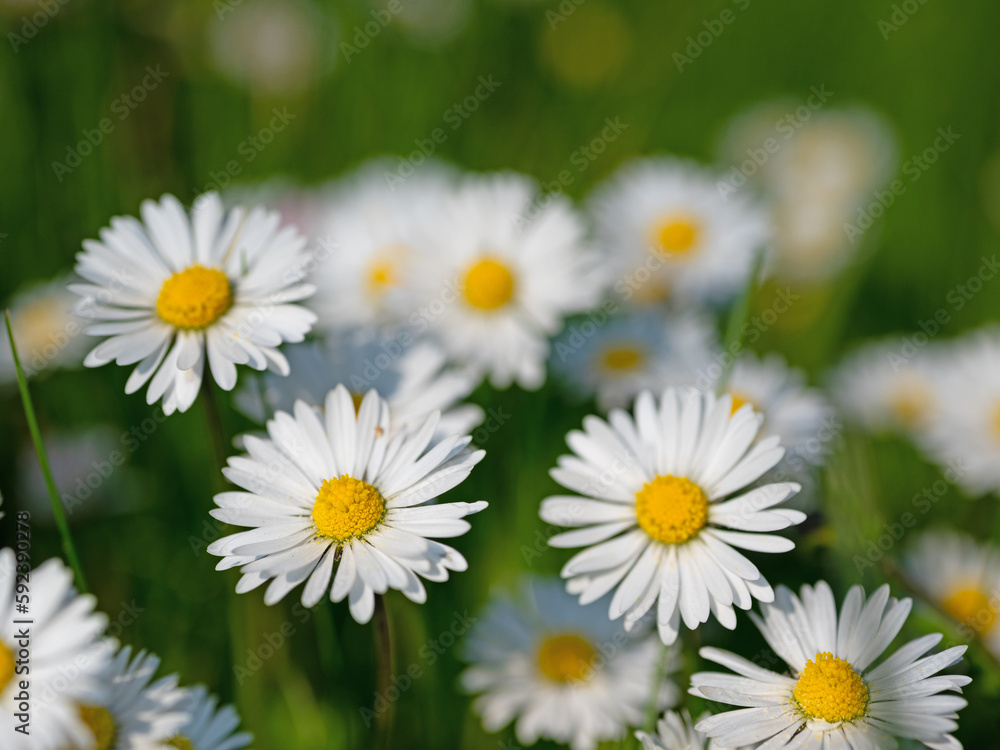 Gänseblümchen, Bellis perennis, in einer Nahaufnahme