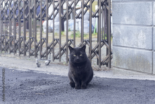 庭の前にいる一匹の黒猫