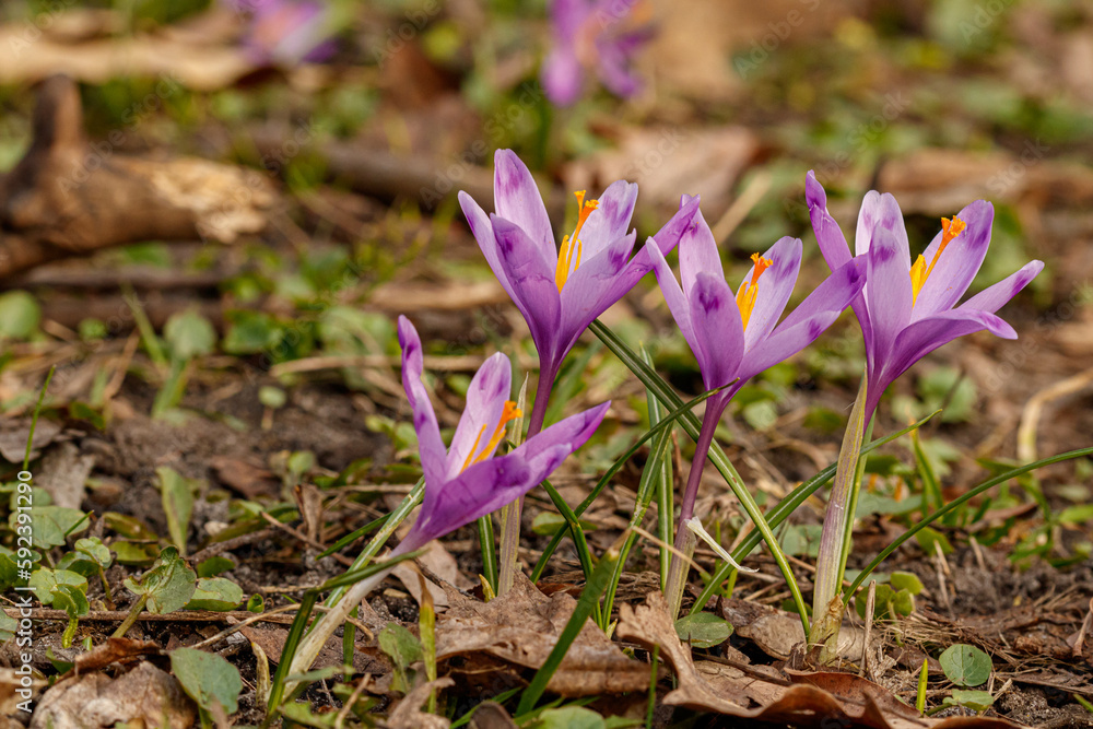 Purple beautiful blooming crocuses in spring against the background of grass Purple beautiful blooming crocuses in spring against the background of grass