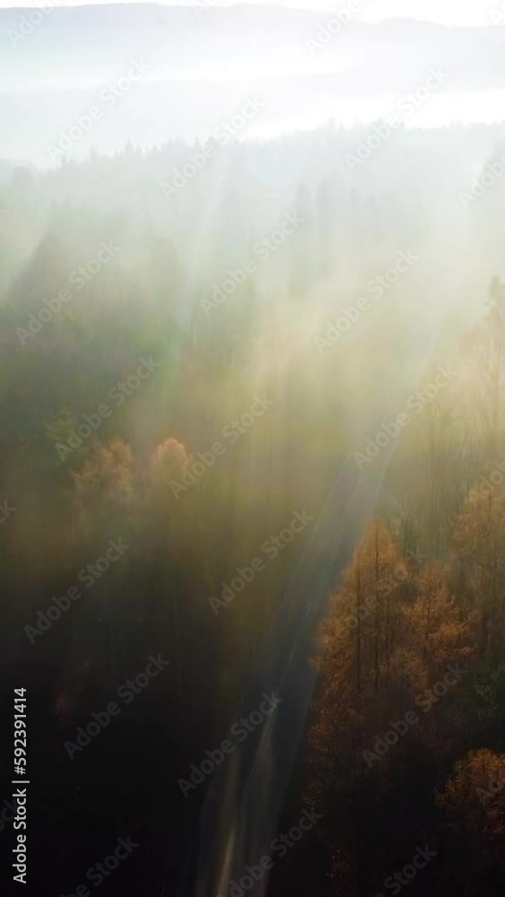 custom made wallpaper toronto digitalVertical drone rising view of the countryside road in the forest under the blue sky