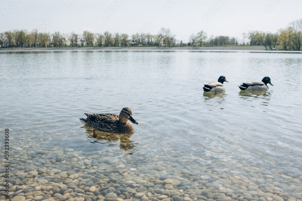 Ducks on walk floating in the pond water. Ducks on walk floating in the pond water.