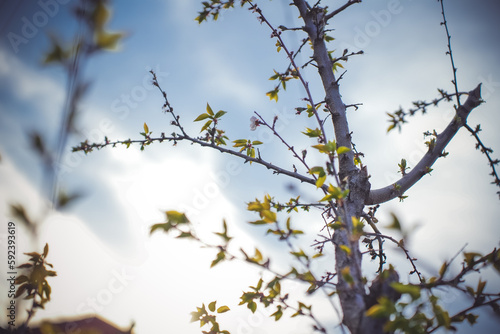 branches of a willow against the sky