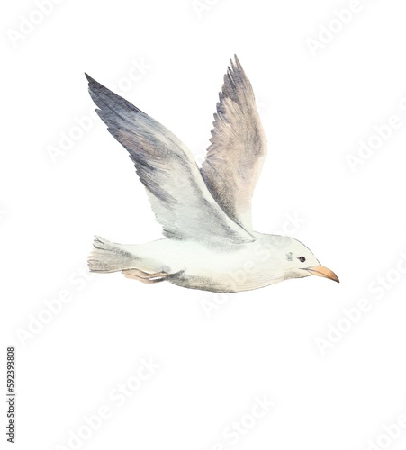 Watercolor illustration of seagull isolated on white