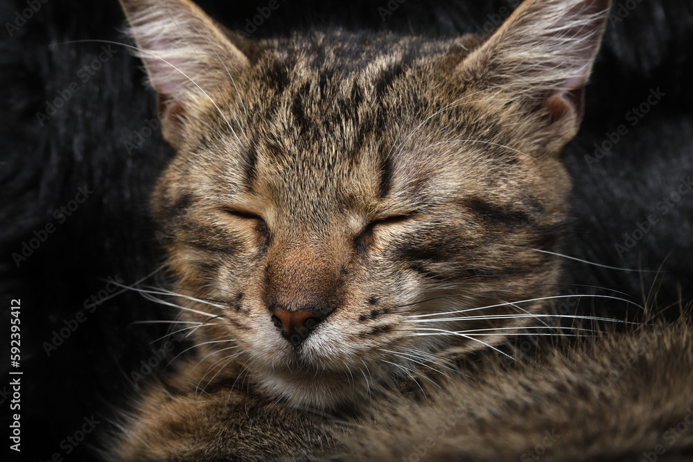 Fototapeta premium portrait of a cat