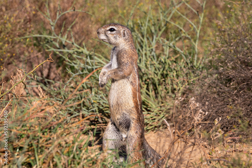 Hörnchen im Mountain Zebra Nationalpark in Südafrika