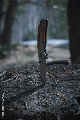 Folding knife for survival is stuck in stump sawn tree against background pine forest.