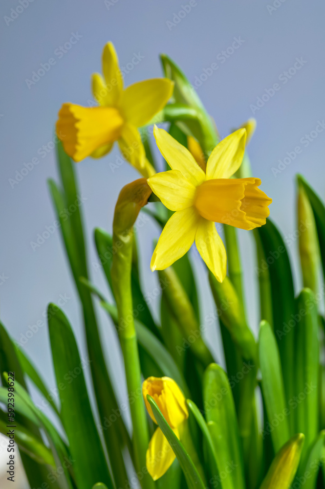narcissus, yellow daffodil flowers in full bloom against a background of green leaves narcissus, yellow daffodil flowers in full bloom against a background of green leaves
