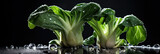 Bok choy chinese cabbage on a black background