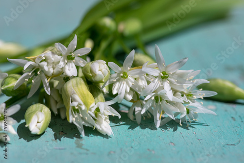 Allium ursinum wild bears garlic flowers in bloom, white ramsons buckrams flowering plants and green leaves on rustic table