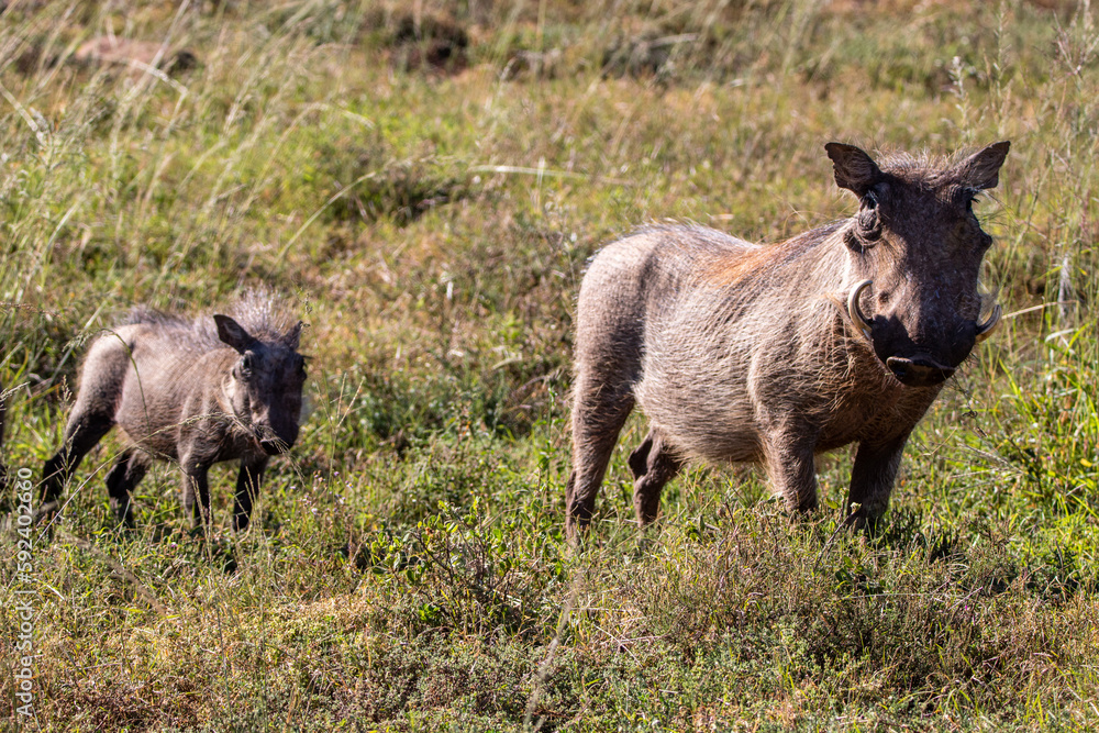 Warzenschweine im Addo Nationalpark in Südafrika Warzenschweine im Addo Nationalpark in Südafrika