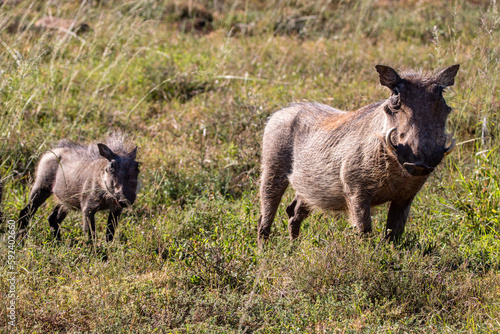 Warzenschweine im Addo Nationalpark in Südafrika © Boris