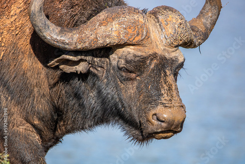 Büffel im Addo Nationalpark in Südafrika photo