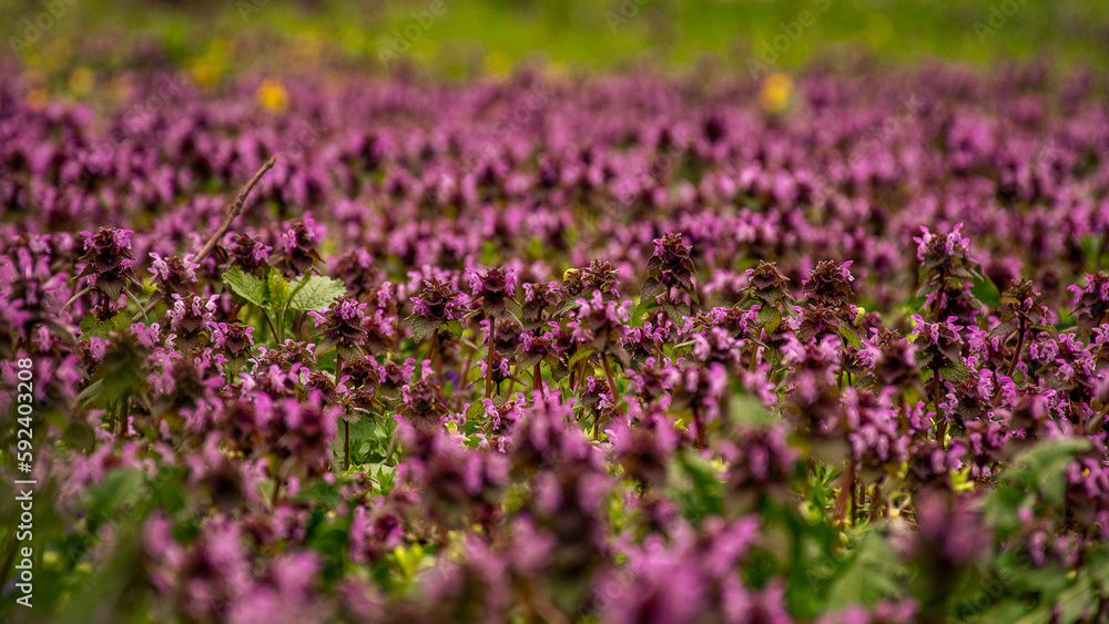 flower, purple, nature, plant, flowers, spring, pink, garden, summer, blossom, flora, bloom, wild, beauty, violet, field, lilac, bee, season, grass flower, purple, nature, plant, flowers, spring, pink, garden, summer, blossom, flora, bloom, wild, beauty, violet, field, lilac, bee, season, grass