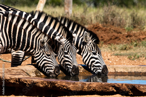 Zebras trinken synchron am Wasserloch im Addo Nationalpark in S  dafrika