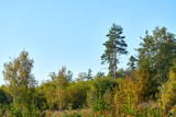A tall pine tree in a young forest against a blue sky.