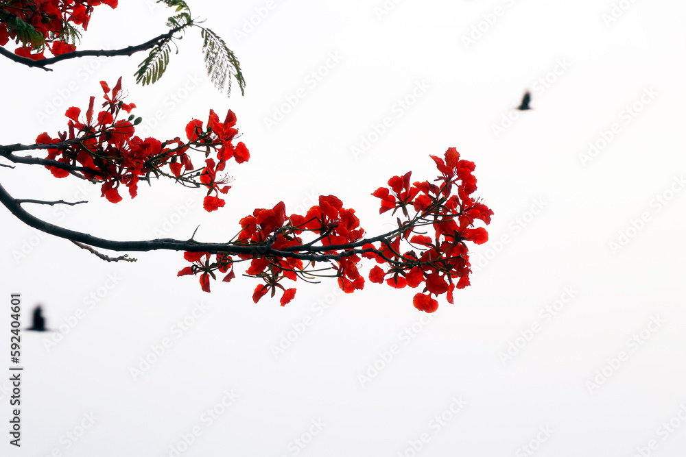 red flame tree flowers isolated with white background