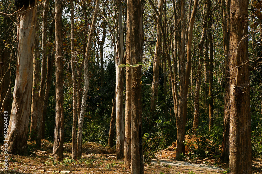 Obraz premium thick forest in kerala india with teak and eucalyptus trees