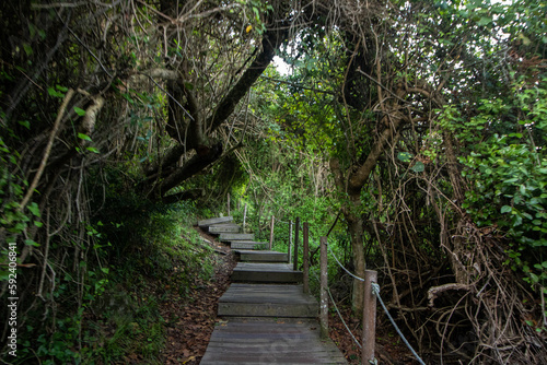 Urwald im Tsitsikamma Nationalpark in S  dafrika