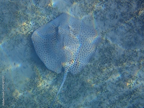 Stingray near Jaz Samaya, Coraya bay, Marsa Alam, Egypt photo