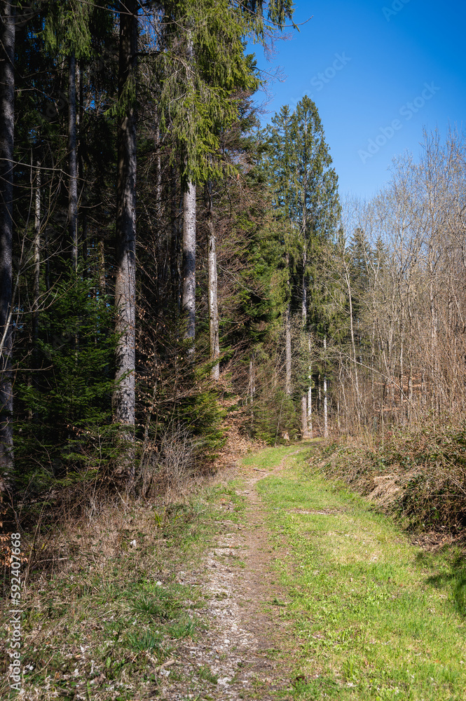 chemin forestier dans le Jura vaudois chemin forestier dans le Jura vaudois