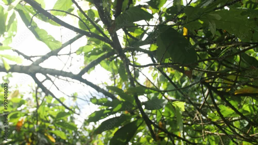 A farmer cuts and harvests a cocoa fruit from a sunny tree, in Ivory Coast A farmer cuts and harvests a cocoa fruit from a sunny tree, in Ivory Coast