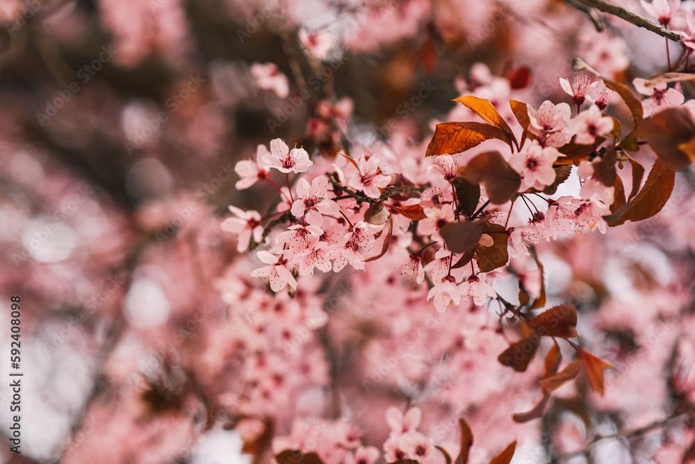 A tree with pink flowers in the spring A tree with pink flowers in the spring
