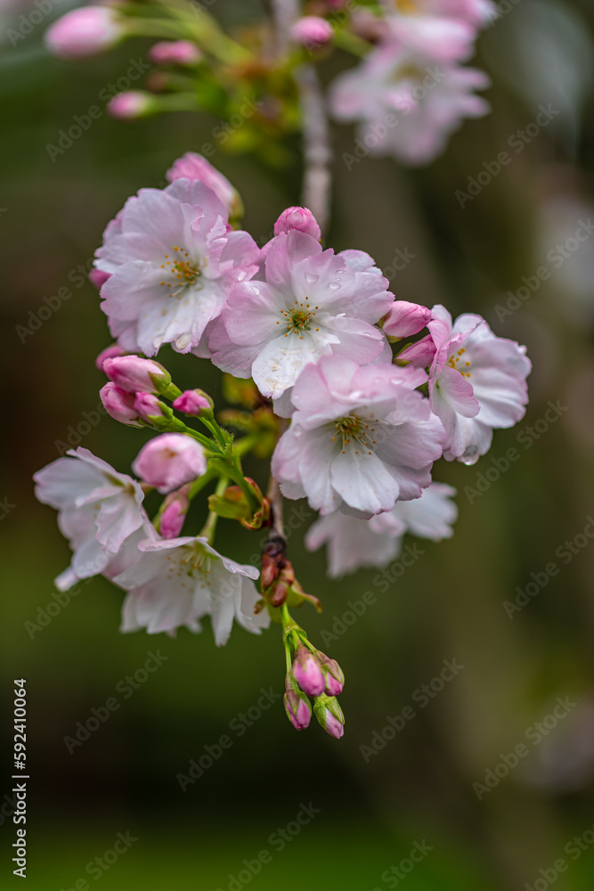 Close-up photo of cherry blossoms in spring Close-up photo of cherry blossoms in spring