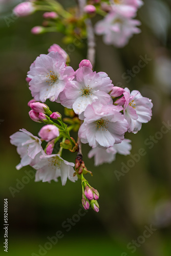 Close-up photo of cherry blossoms in spring