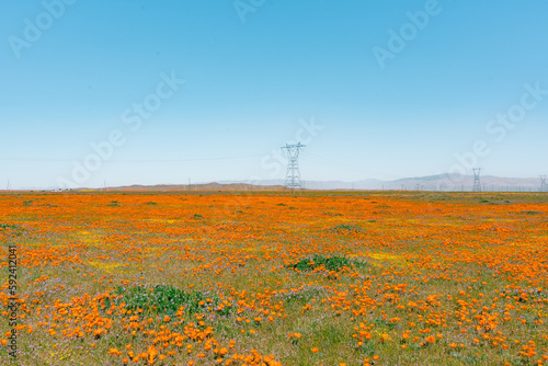 A field of California Poppy wildflowers during the spring superbloom in southern California during April 2023